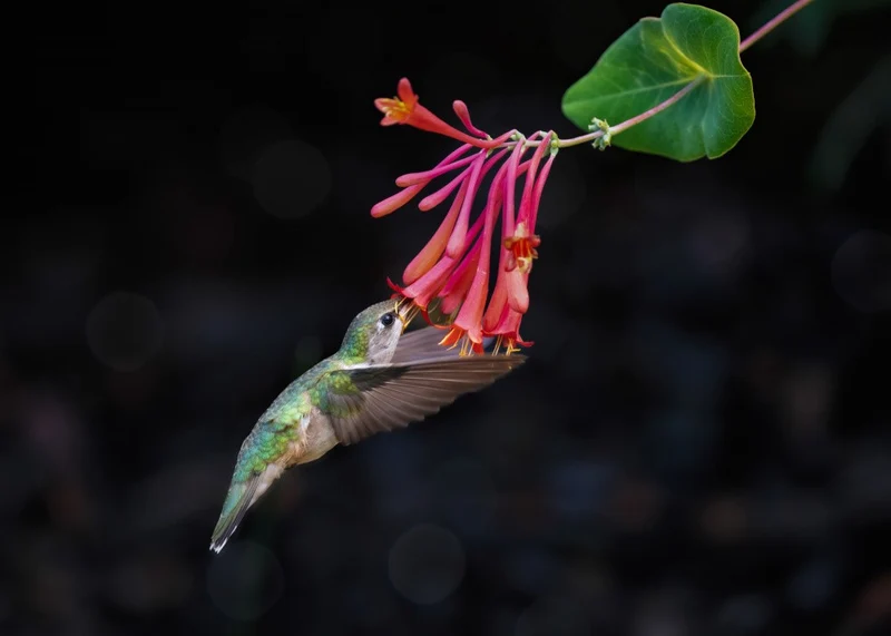 Flower Hugger