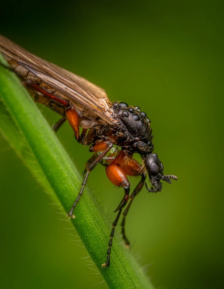 March Fly