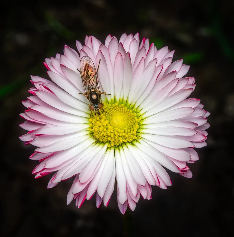 Symbiosis