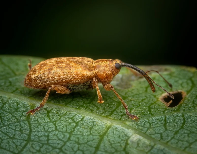 Weevil