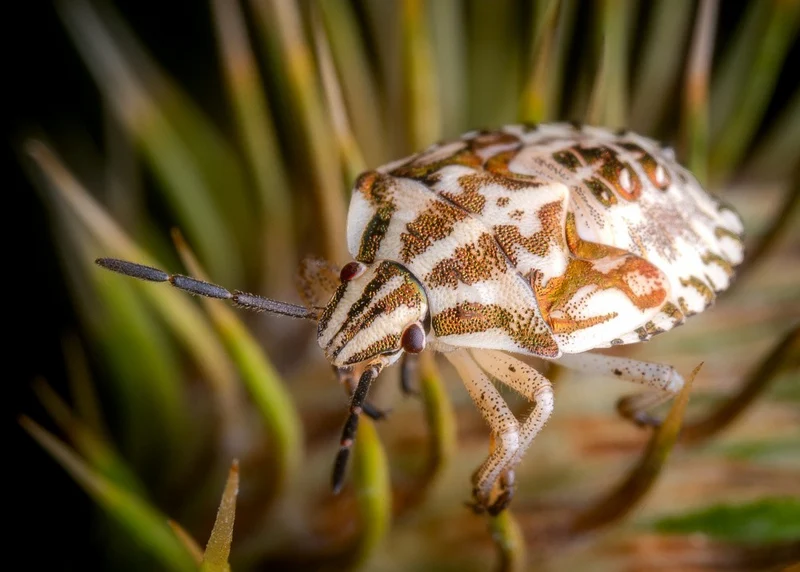 Dark-shouldered Shieldbug