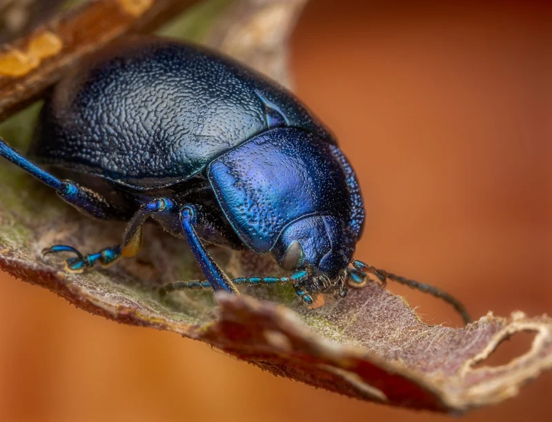 Blue Mint Beetle