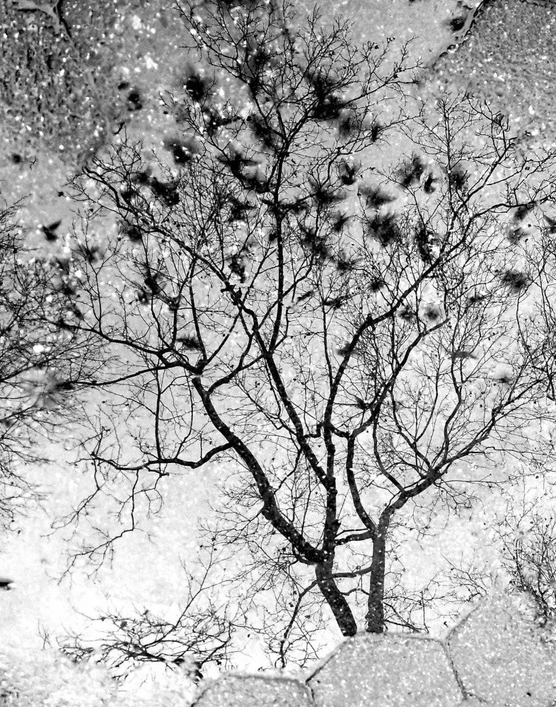 Pigeons in Flight