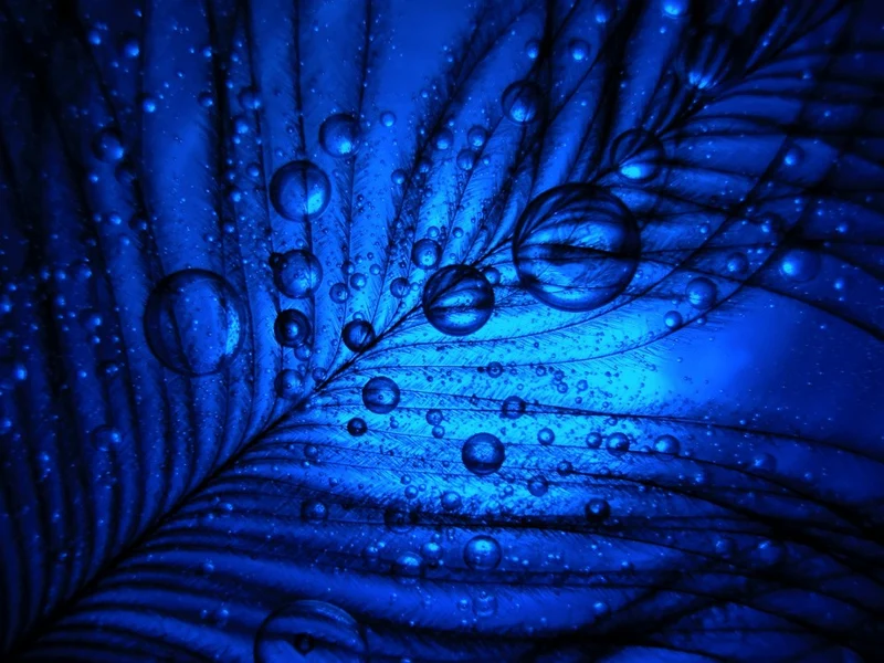 Oil, Water and a Ostrich Feather