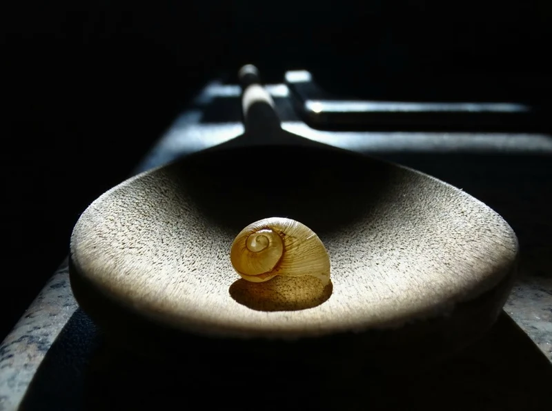 Snail Shell