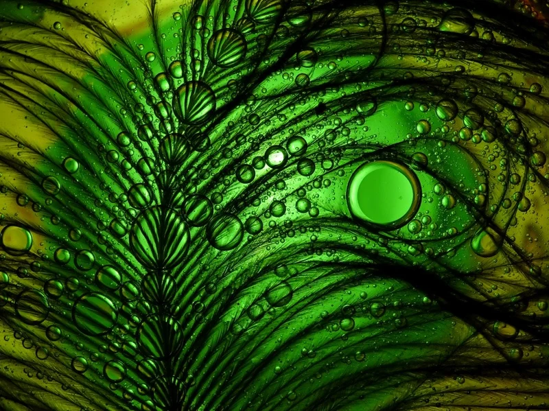 Feather Abstract