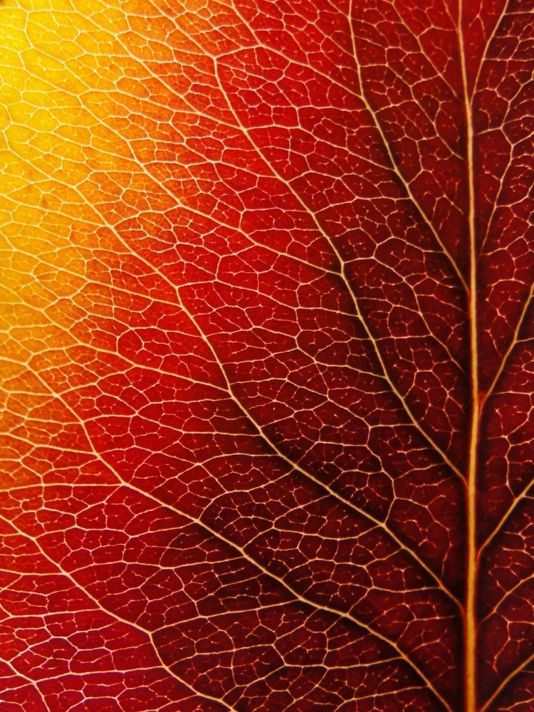 Autumn Leaf