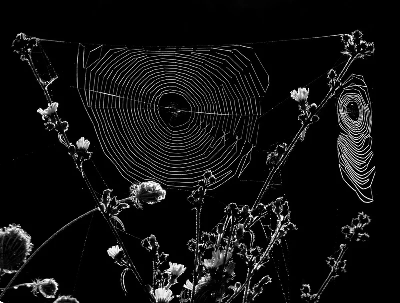 Spider Webs