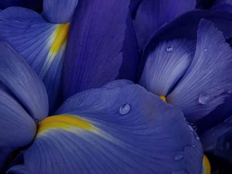 Irises