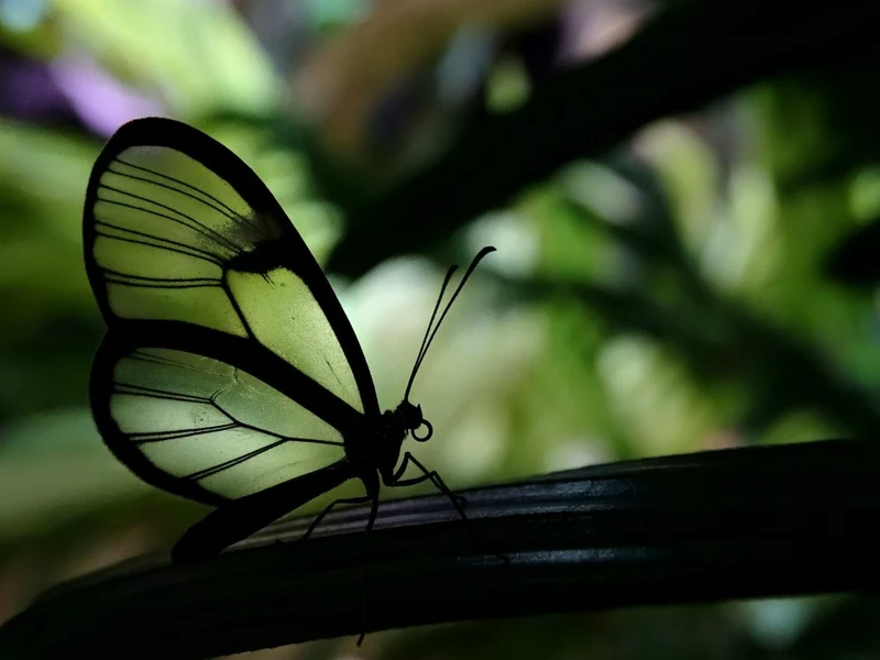 Clear Winged Butterfly