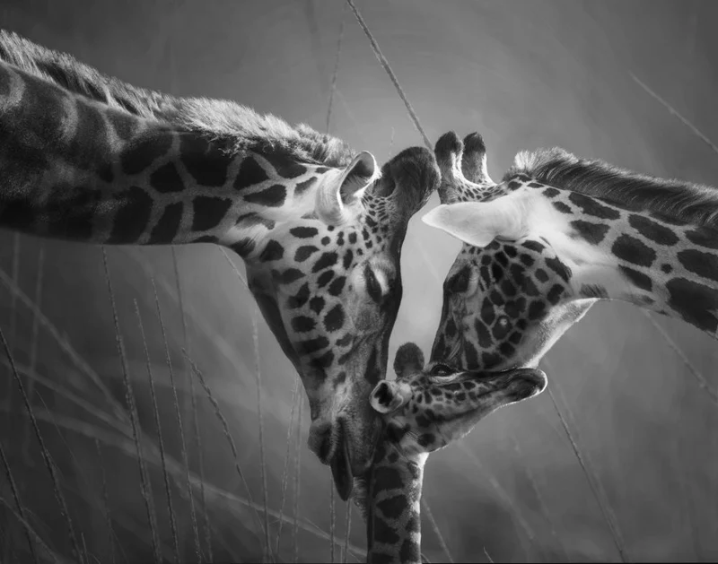 The Kiss of Love