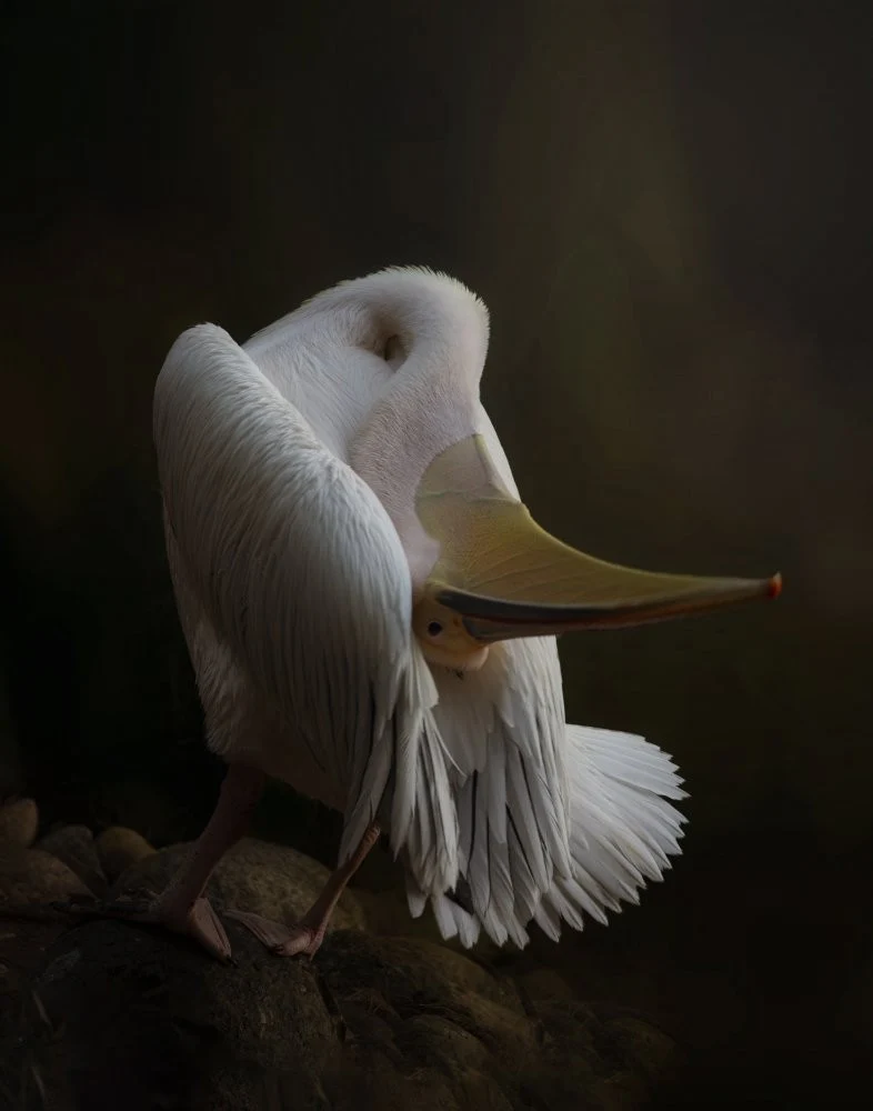 Pelican at the Rock
