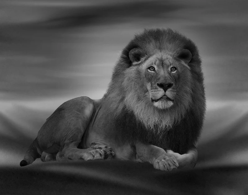 The Lion King