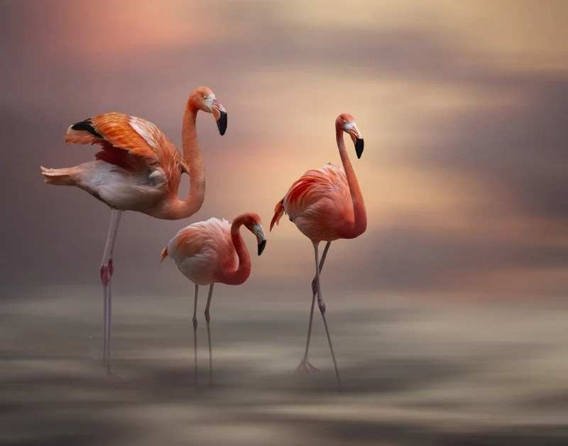 Flamingos Stroll.