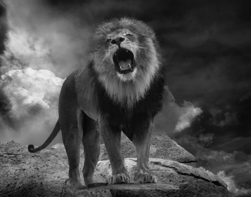 Lion's Roar
