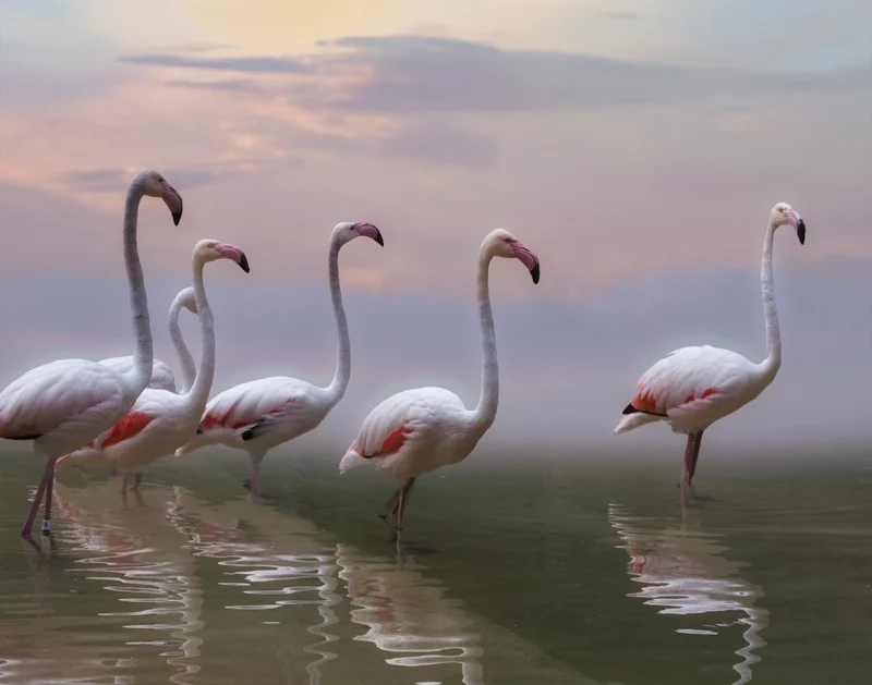 Flamingo Sunset