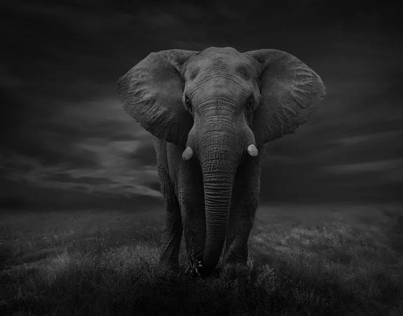 The Lonely Elephant