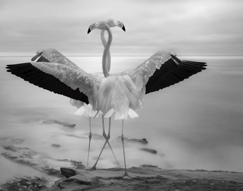Flamingos' Duet