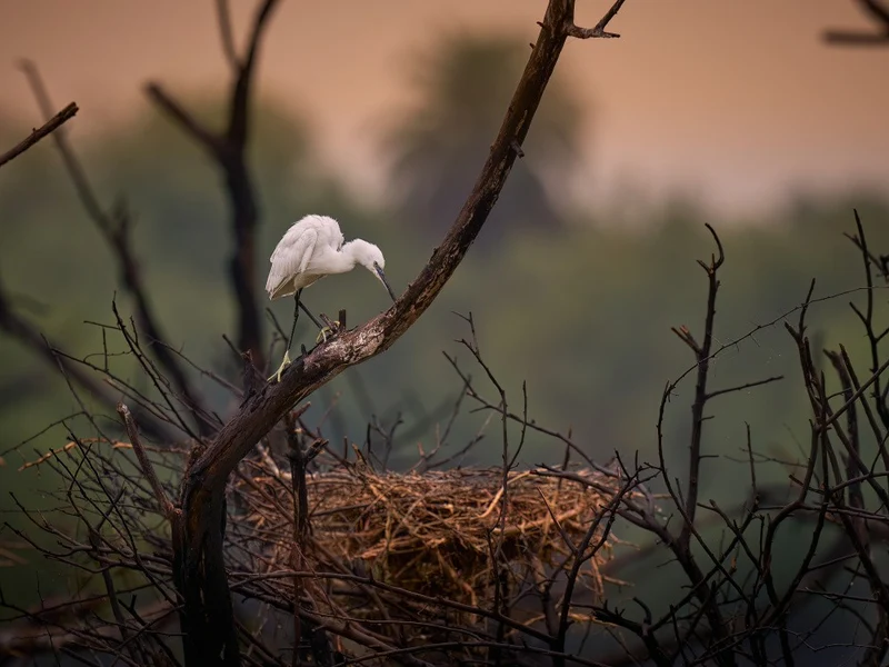 Abandoned Nest