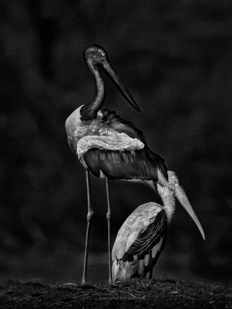Stork Buddies