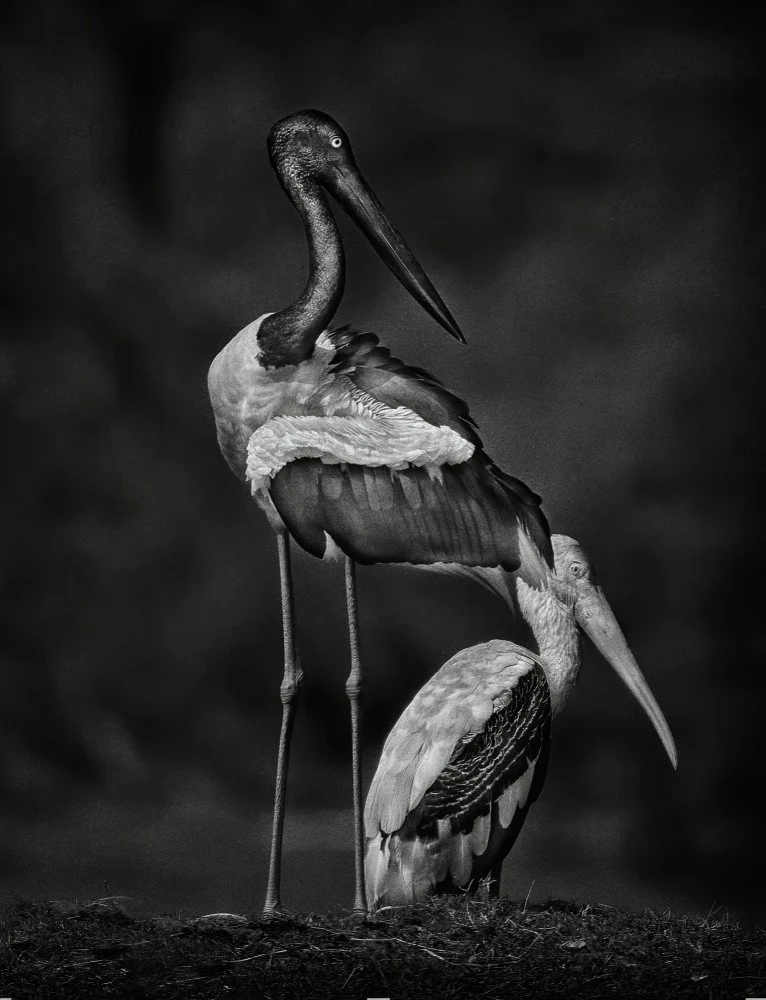 Stork Buddies