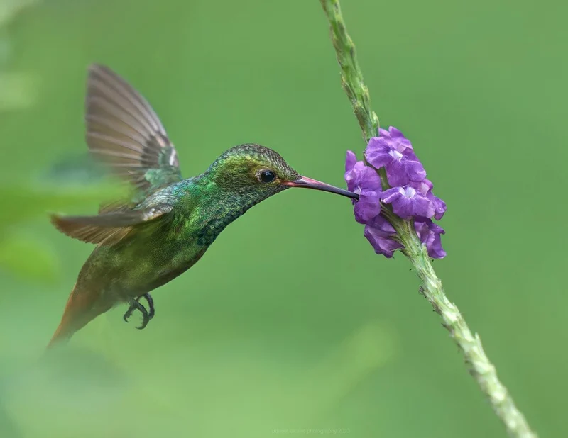 Rufous Tailed Hummingbird