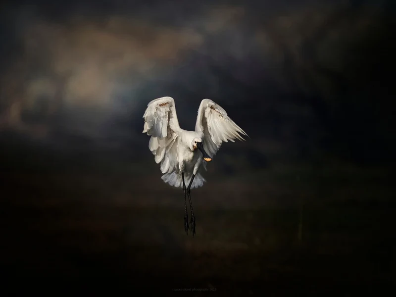 Descend of an Angel