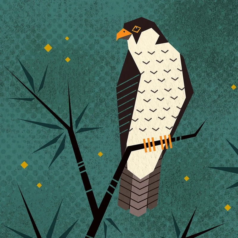 Bird Series Geometry Falcon