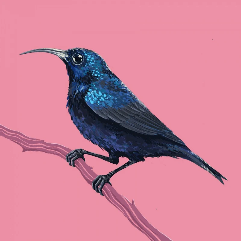 Bird Series Sunbird