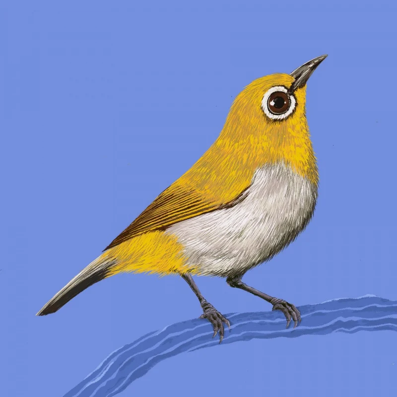 Bird Series White Eye