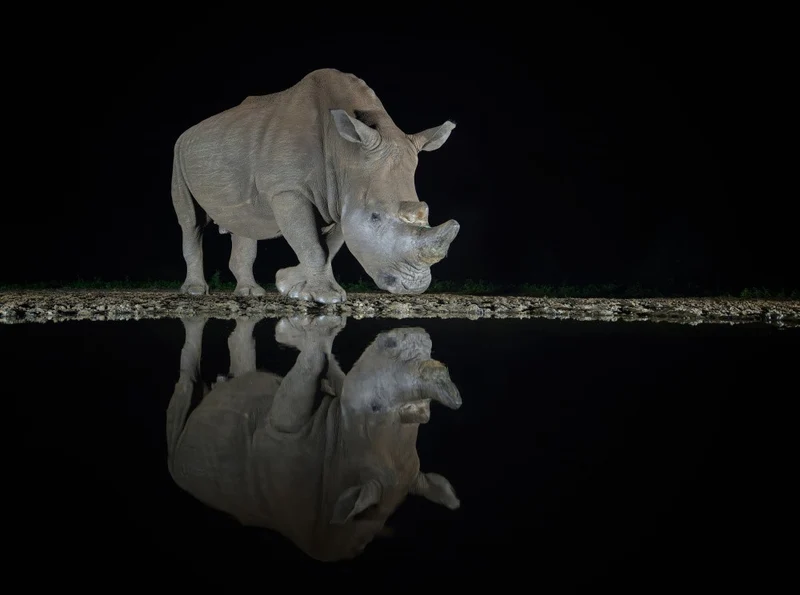 RHINO MEETS ITS OWN REFLECTION