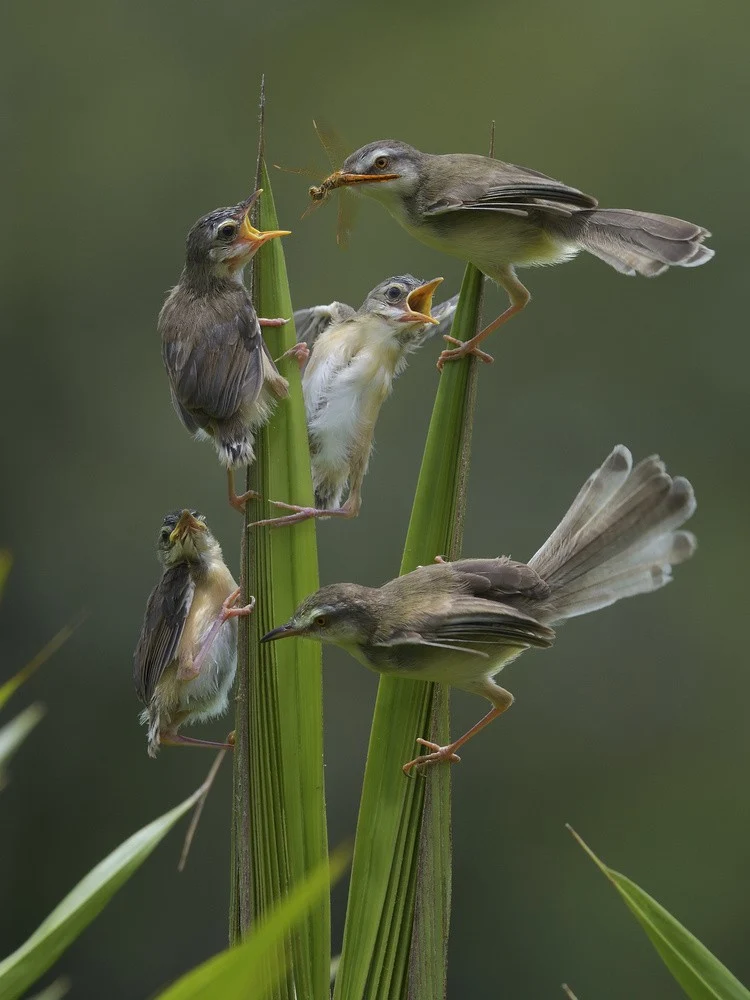 Plain Prinia