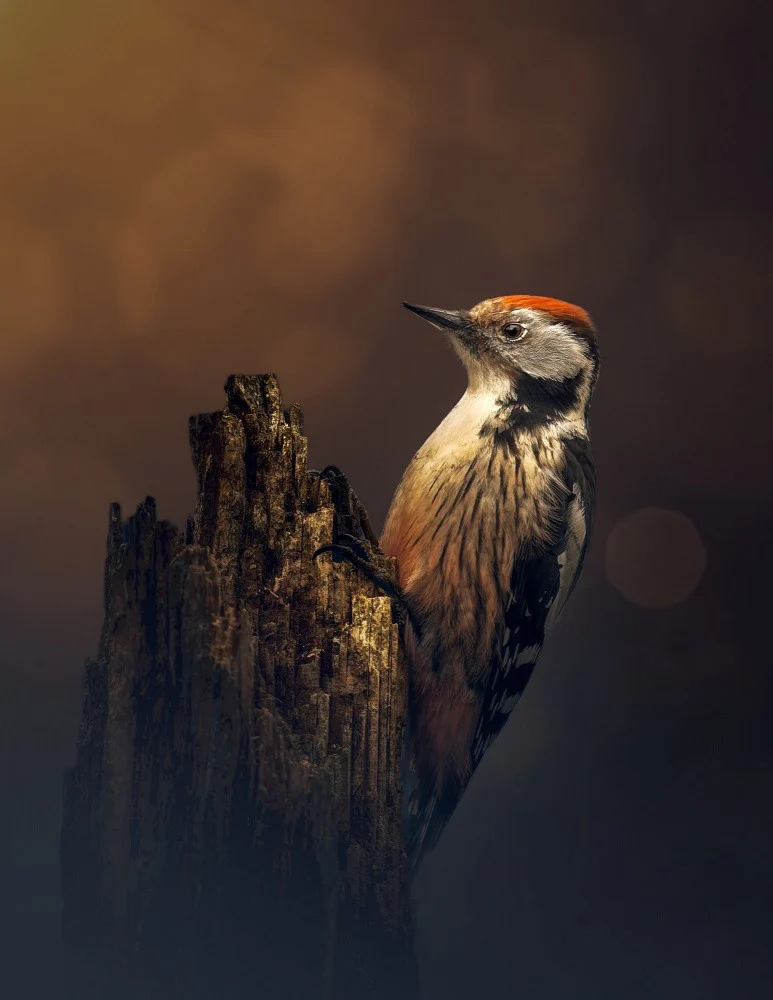Middle Spotted Woodpecker; nostalgic mood
