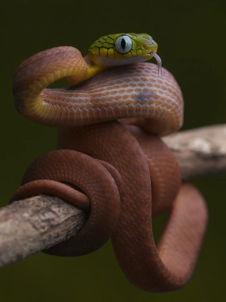Boiga cyanea baby