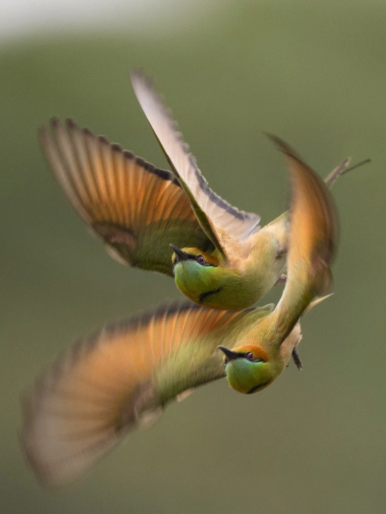 Bee-eater