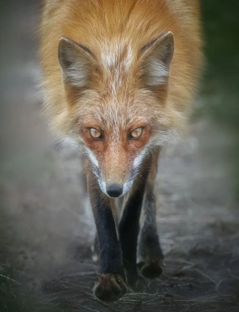 The Instinct