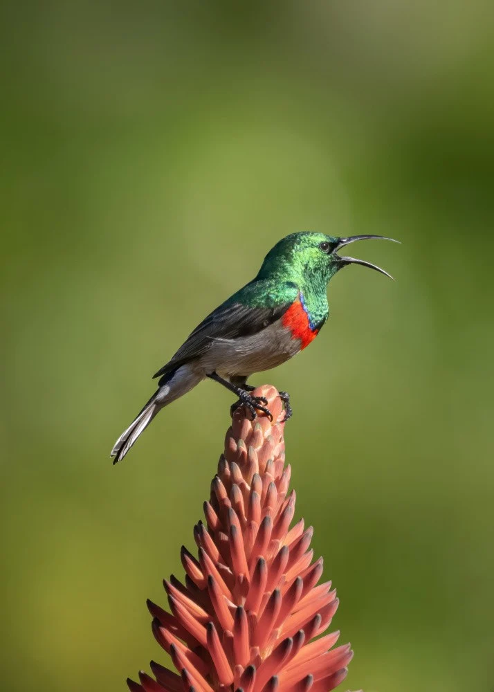 The singing sunbird