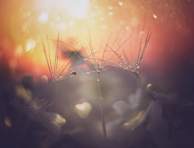summer dream