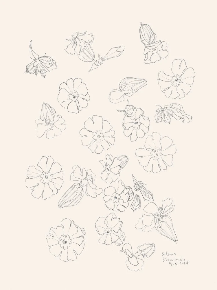 Flowers pencil studies N.2