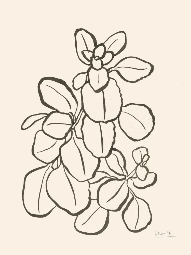 Kalanchoe Plant