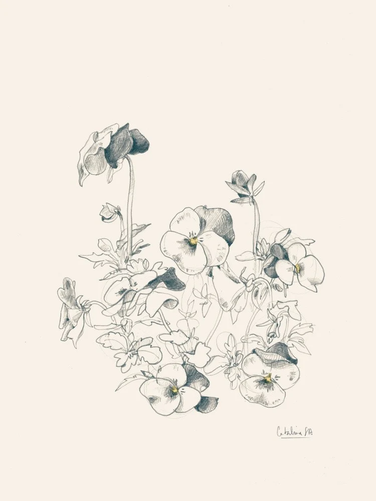 Pansies pencil drawing