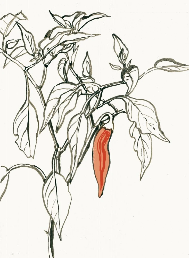 Red chili