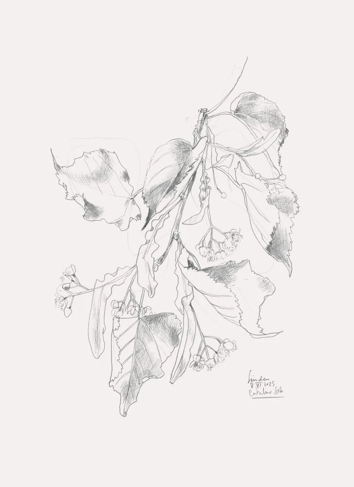 Linden blossom