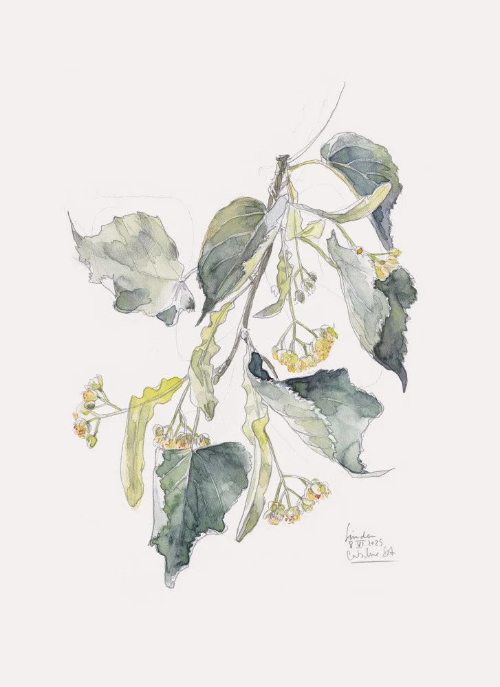 Limetree