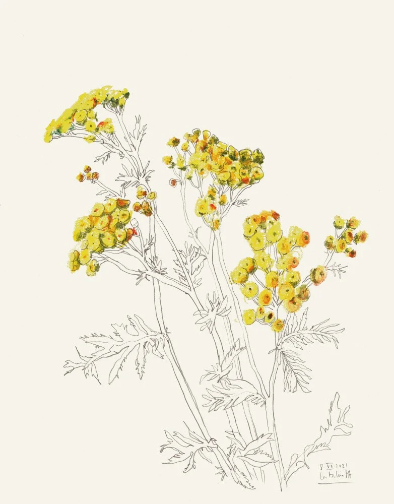 Yellow Yarrow