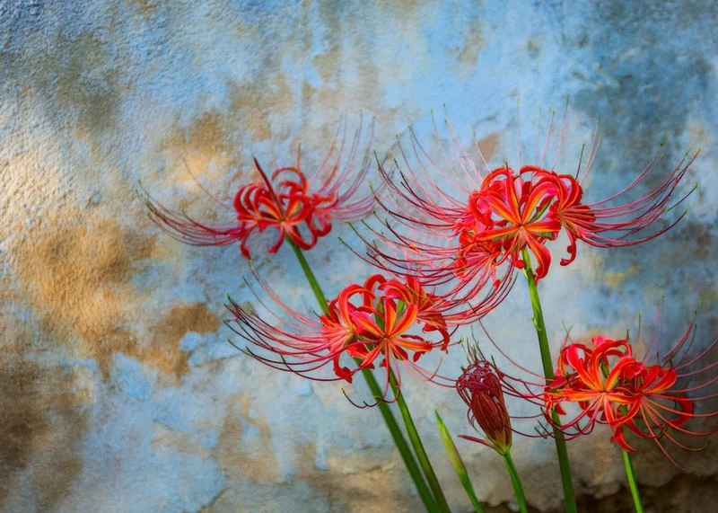 Stage REM ~Dream of Red spider lily~