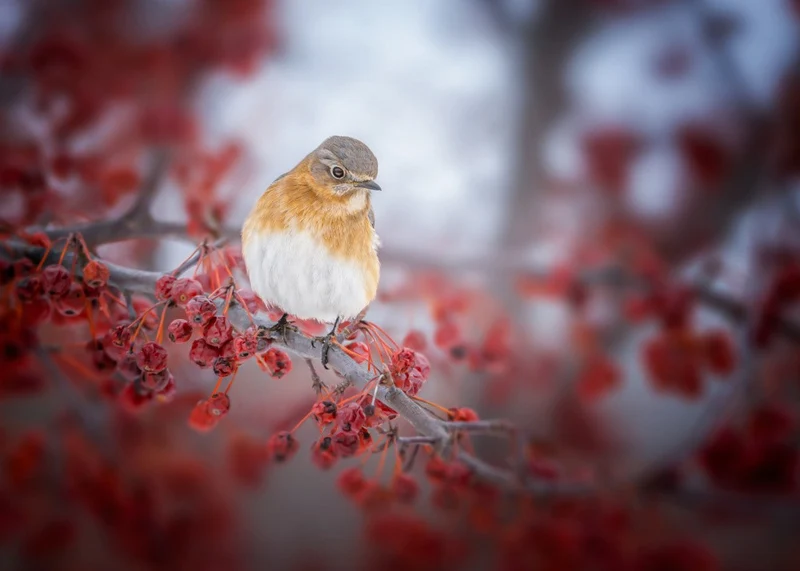 bluebird & scarlet fruit