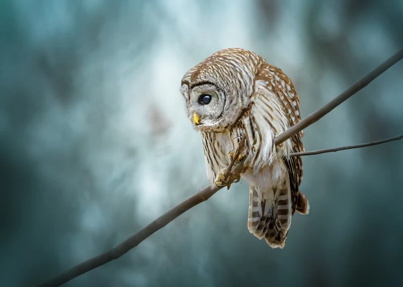 spotting the prey