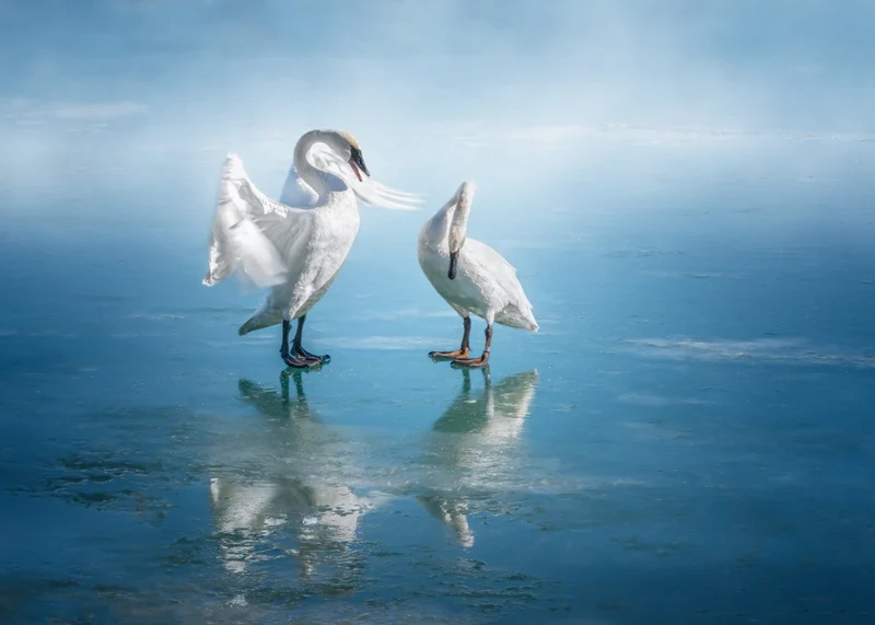 grace on ice