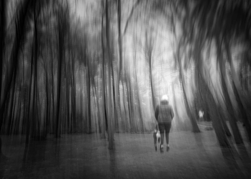 stroll in the misty woods